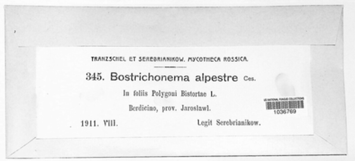 Bostrichonema image